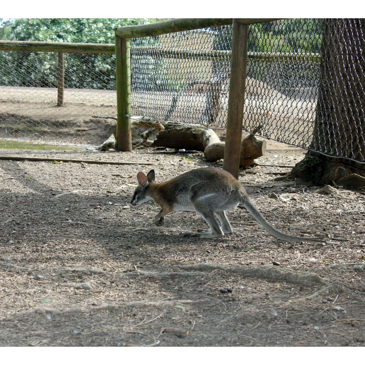 Чернополосый валлаби (Macropus dorsalis) Фото №5
