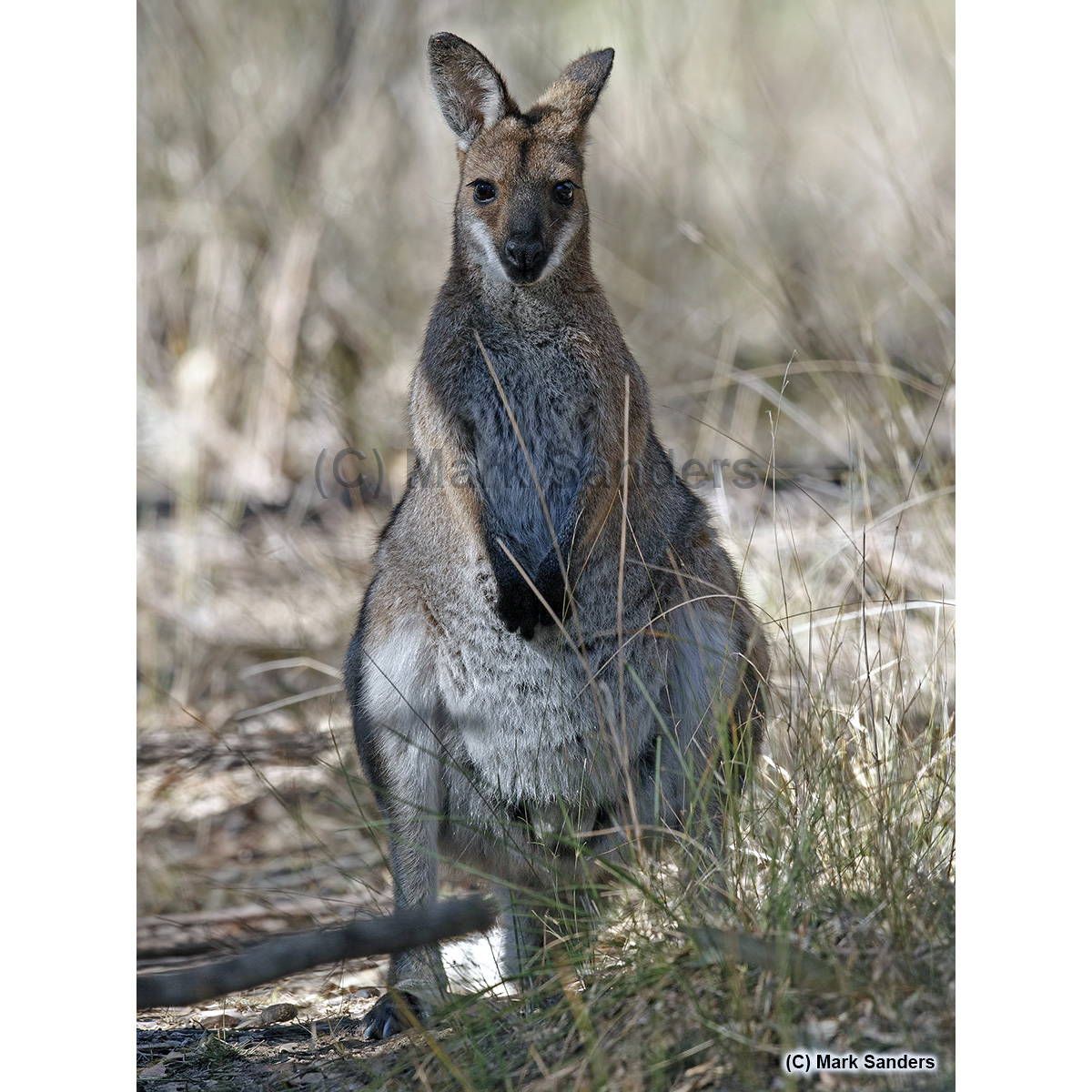 Чернополосый валлаби (Macropus dorsalis) Фото №6