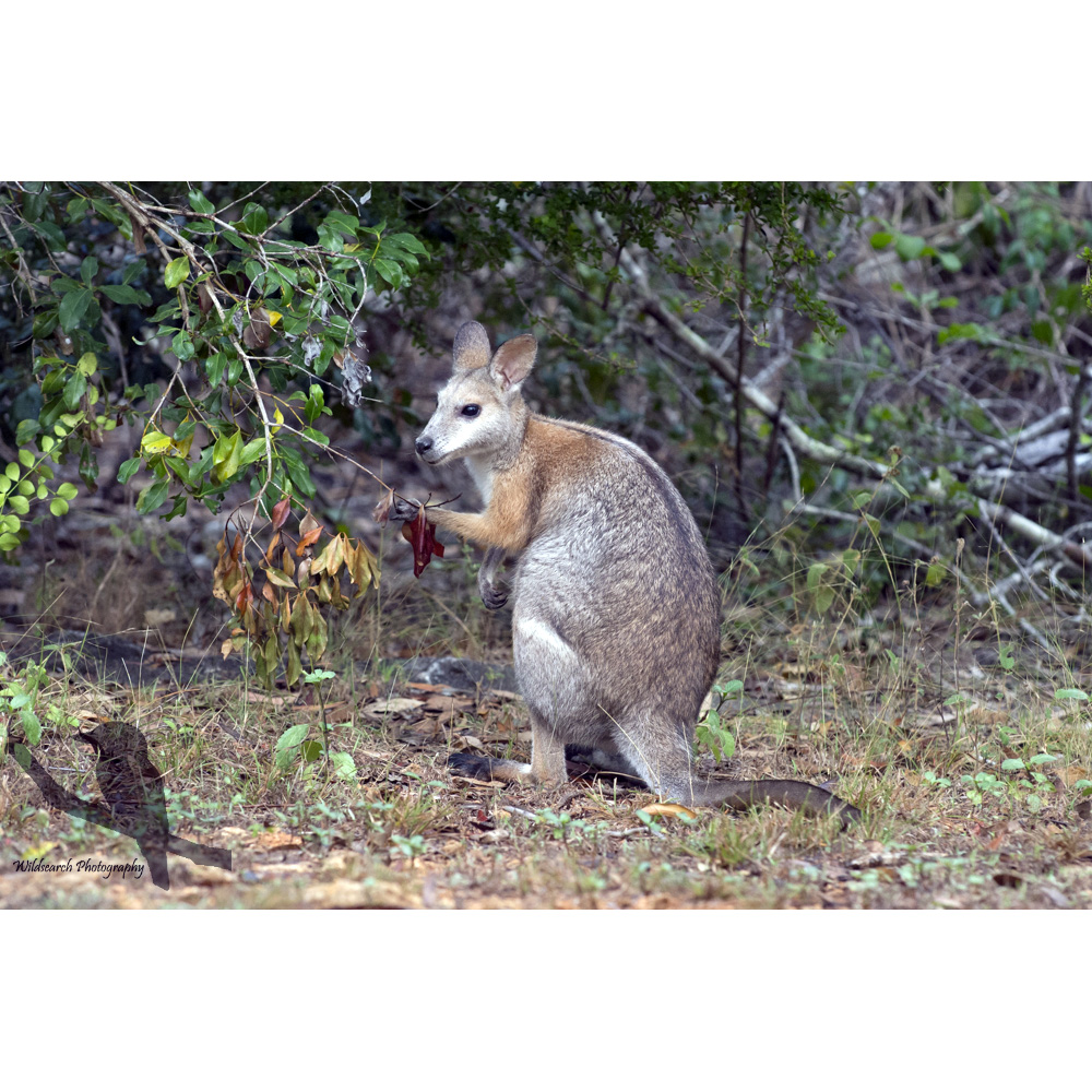 Чернополосый валлаби (Macropus dorsalis) Фото №7
