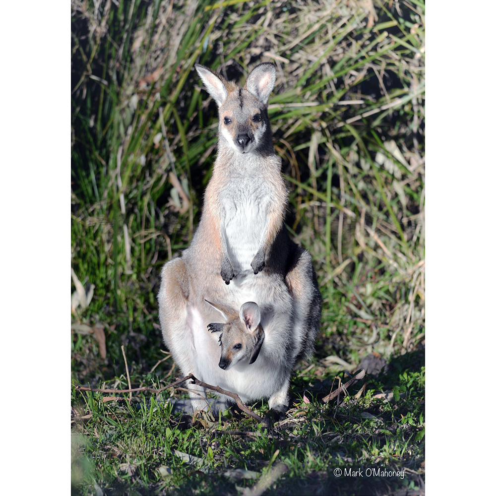 Чернополосый валлаби (Macropus dorsalis) Фото №8