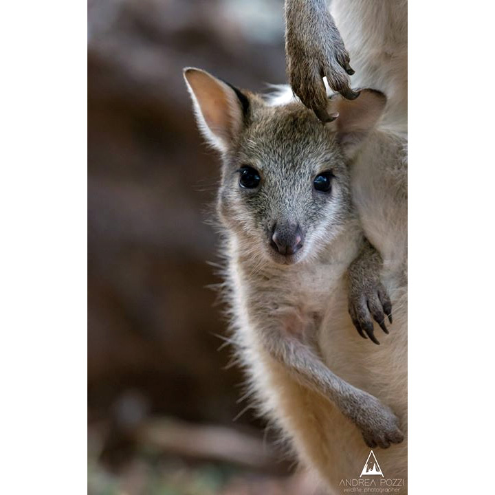 Чернополосый валлаби (Macropus dorsalis) Фото №9