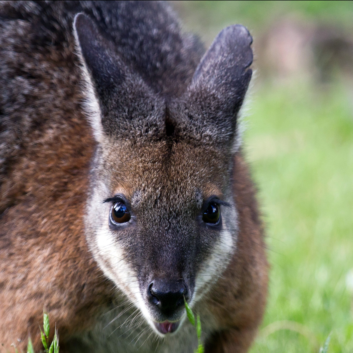 Кенгуру Евгении (Macropus eugenii) Фото №10