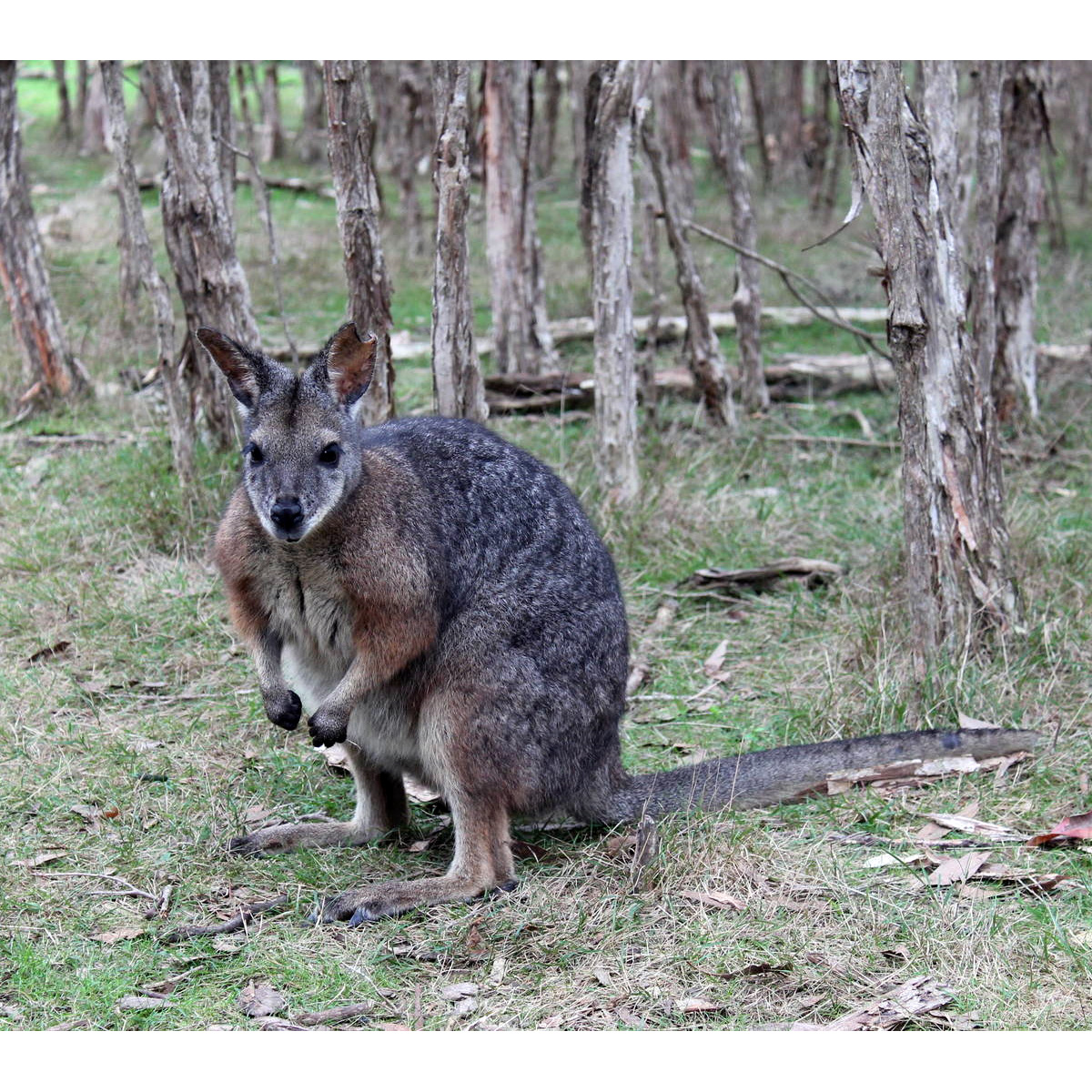 Кенгуру Евгении (Macropus eugenii) Фото №2