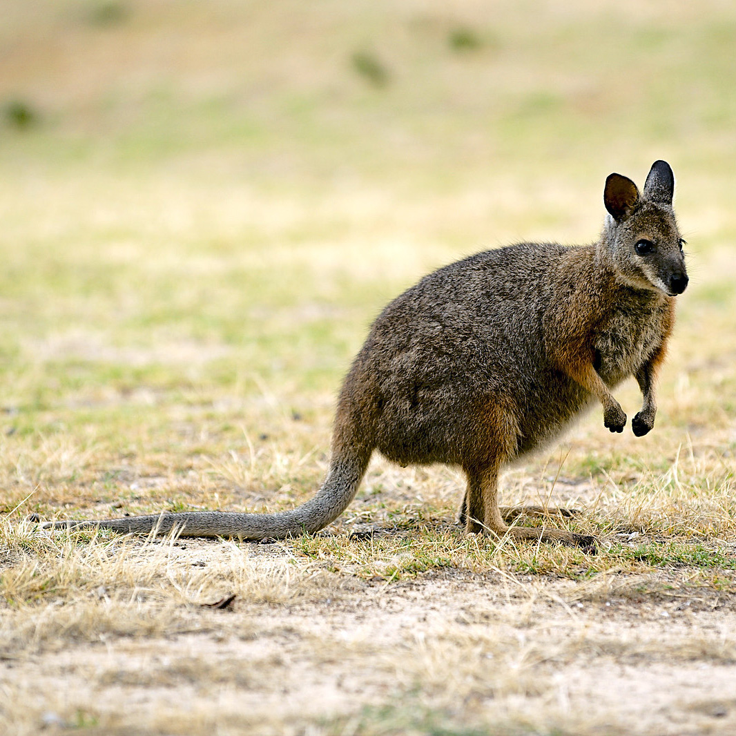 Кенгуру Евгении (Macropus eugenii) Фото №3