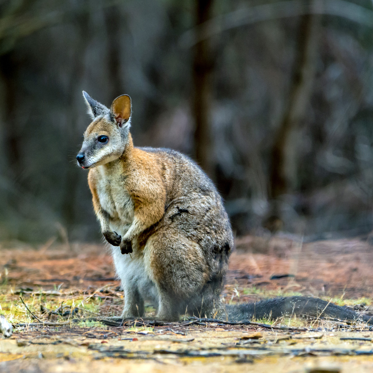 Кенгуру Евгении (Macropus eugenii) Фото №4