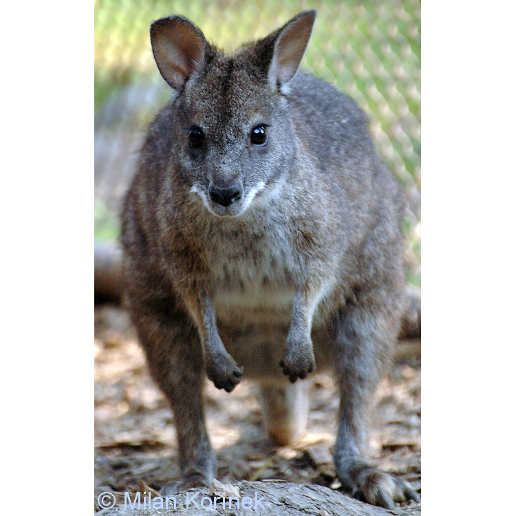 Кенгуру Евгении (Macropus eugenii) Фото №5