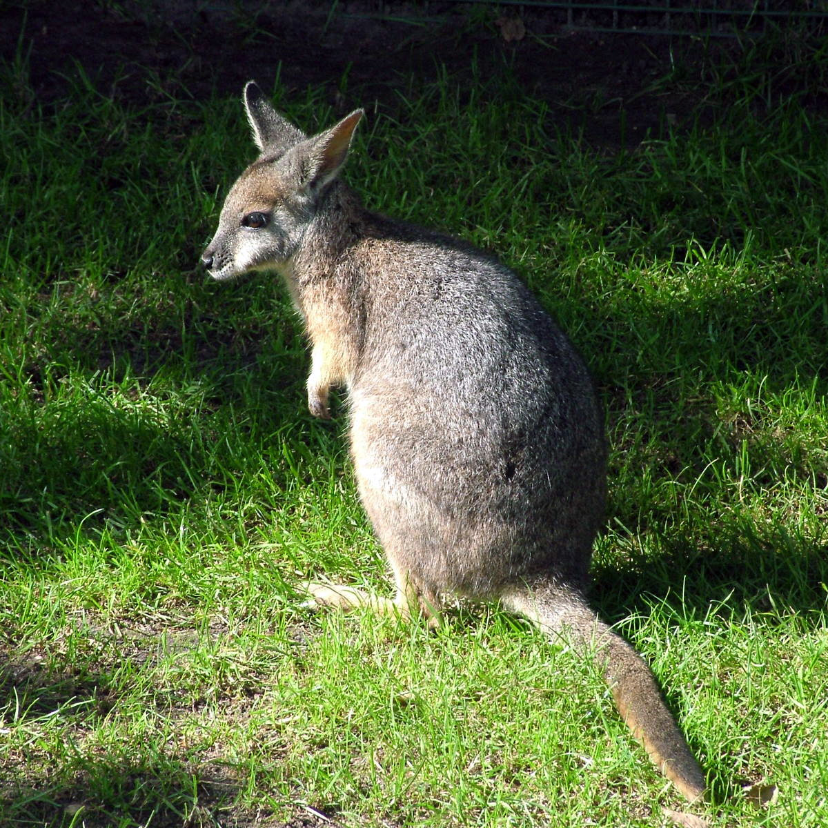 Кенгуру Евгении (Macropus eugenii) Фото №6