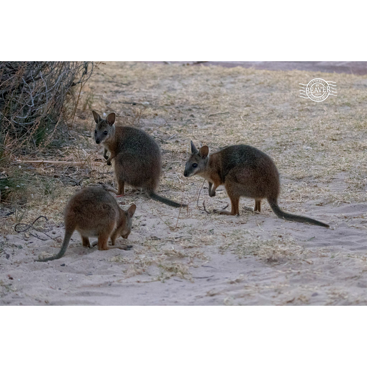 Кенгуру Евгении (Macropus eugenii) Фото №7