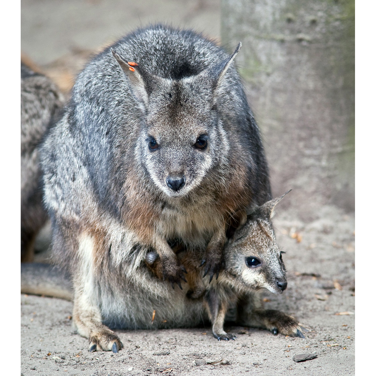 Кенгуру Евгении (Macropus eugenii) Фото №8