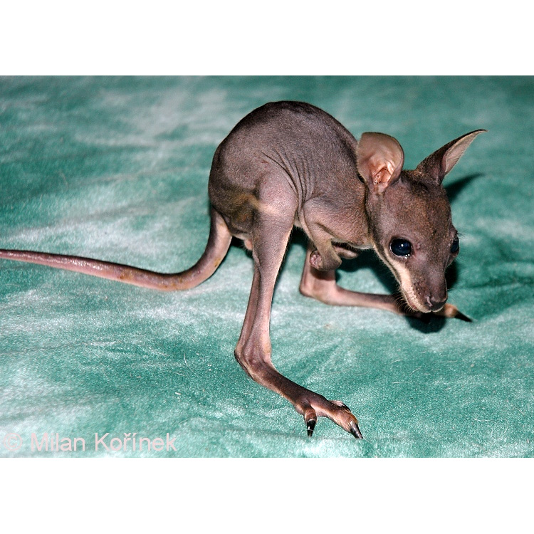 Кенгуру Евгении (Macropus eugenii) Фото №9