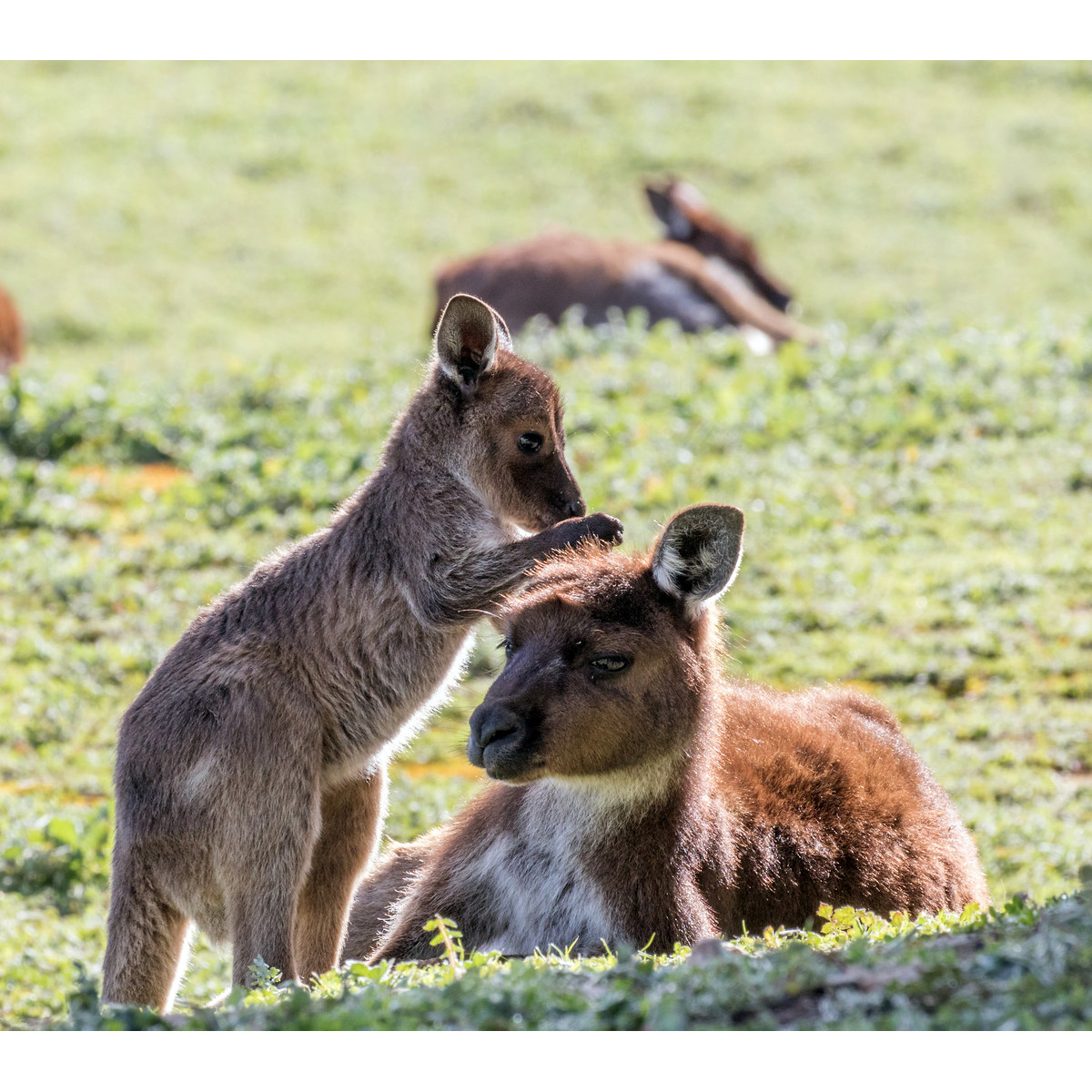 Западный серый кенгуру (Macropus fuliginosus) Фото №8