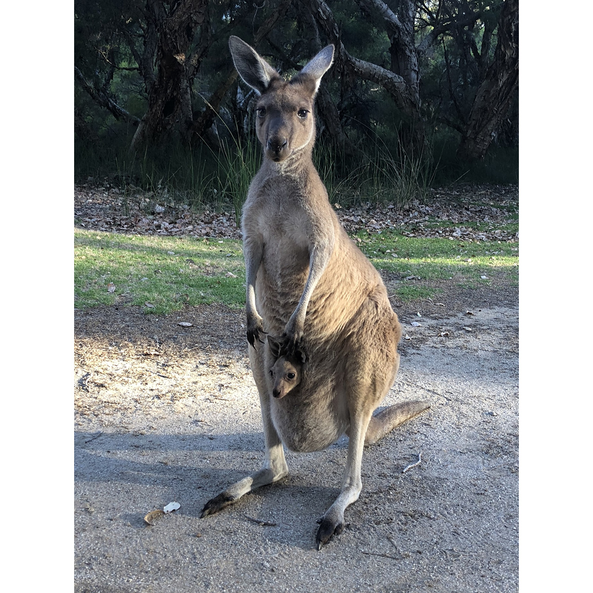 Западный серый кенгуру (Macropus fuliginosus) Фото №9
