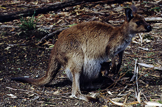 Macropus fuliginosus fuliginosus