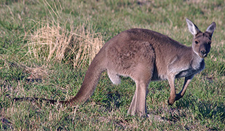 Macropus fuliginosus melanops