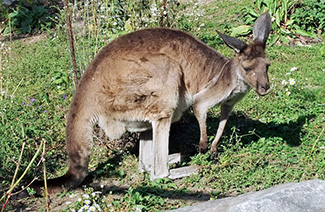 Macropus fuliginosus ocydromus