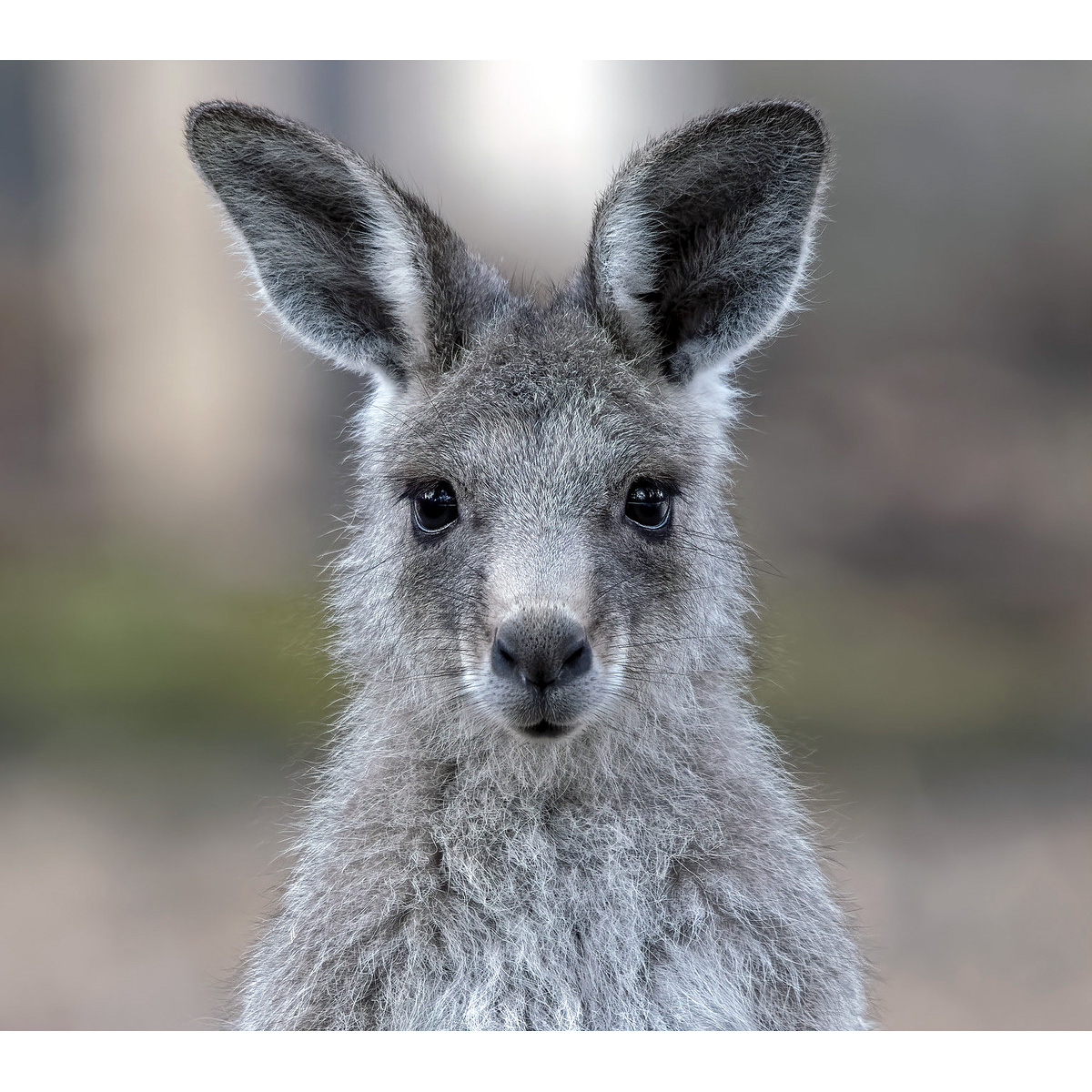 Гигантский кенгуру (Macropus giganteus) Фото №10