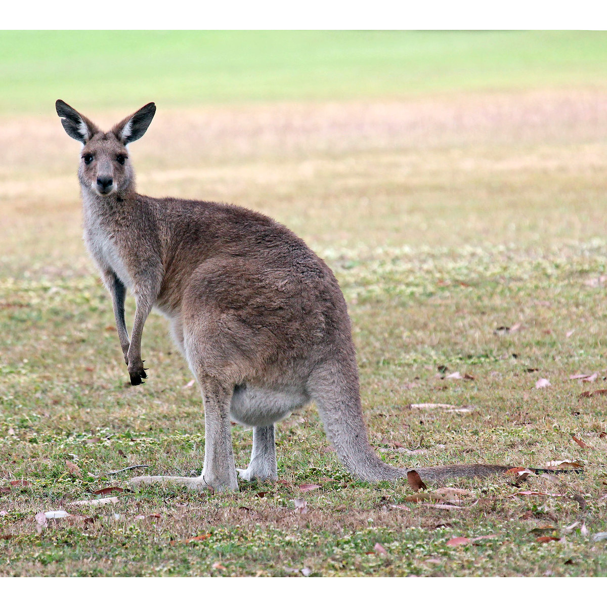 Гигантский кенгуру (Macropus giganteus) Фото №2