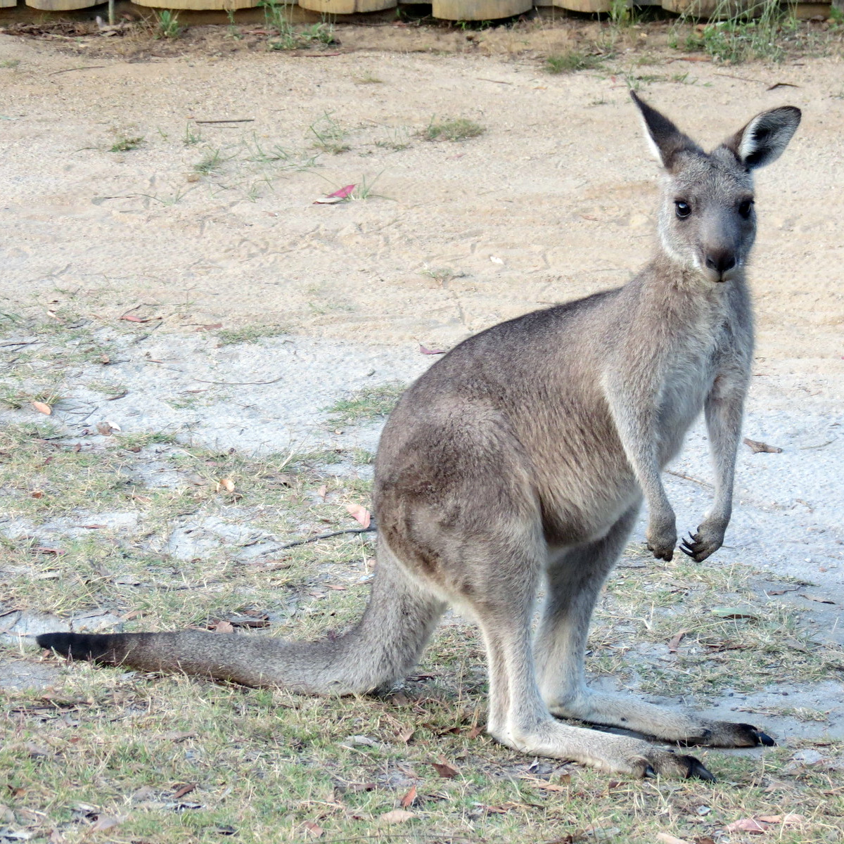 Гигантский кенгуру (Macropus giganteus) Фото №3