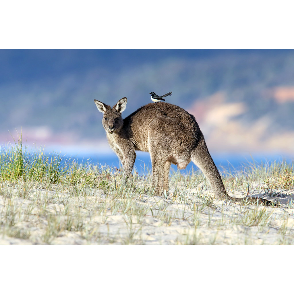 Гигантский кенгуру (Macropus giganteus) Фото №4