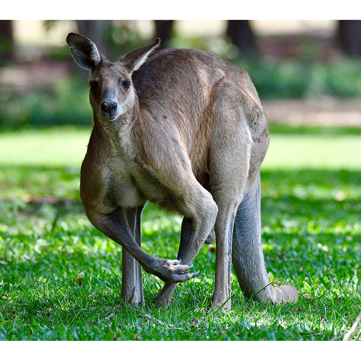 Гигантский кенгуру (Macropus giganteus) Фото №5