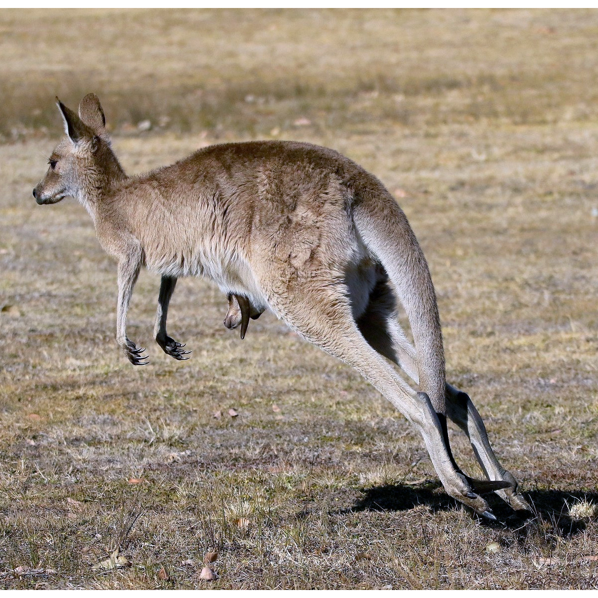 Гигантский кенгуру (Macropus giganteus) Фото №6