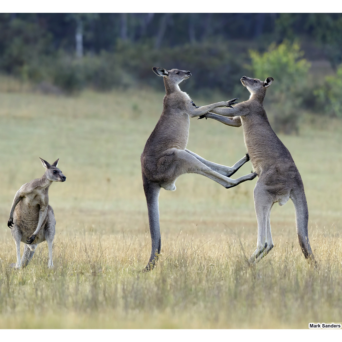 Гигантский кенгуру (Macropus giganteus) Фото №7