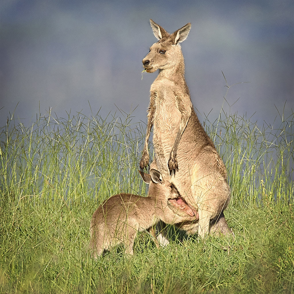 Гигантский кенгуру (Macropus giganteus) Фото №9