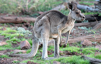 Macropus giganteus giganteus