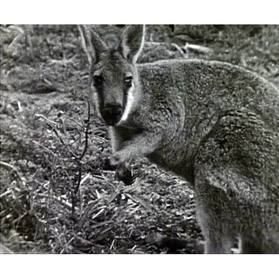 †Кенгуру Грея (Macropus greyi) Фото №2
