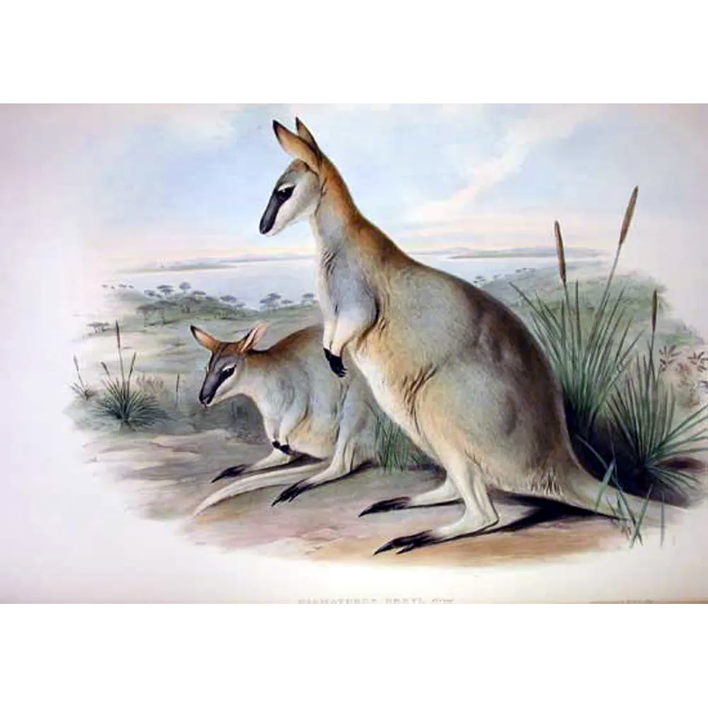 †Кенгуру Грея (Macropus greyi) Фото №3