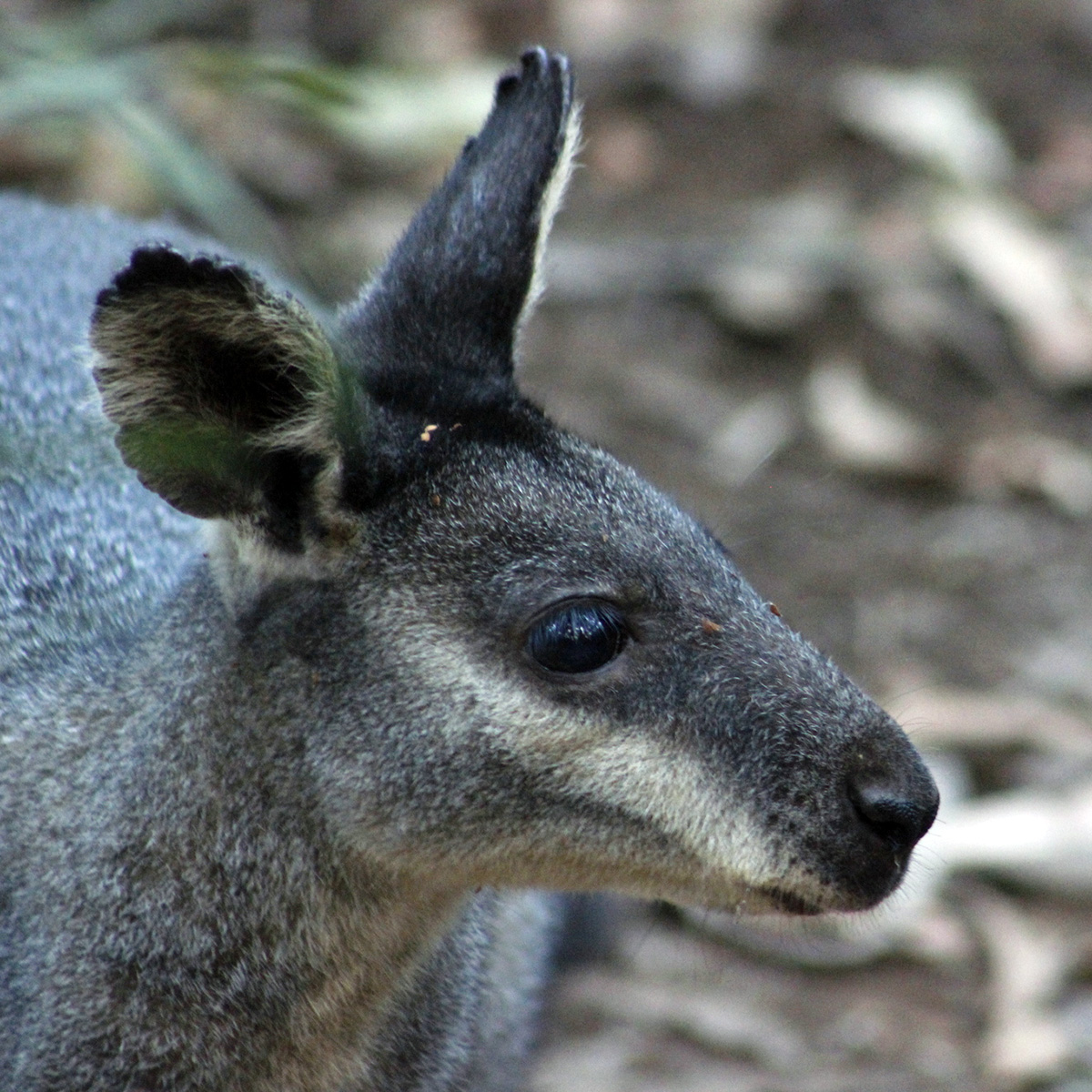 Перчаточный валлаби (Macropus irma) Фото №10