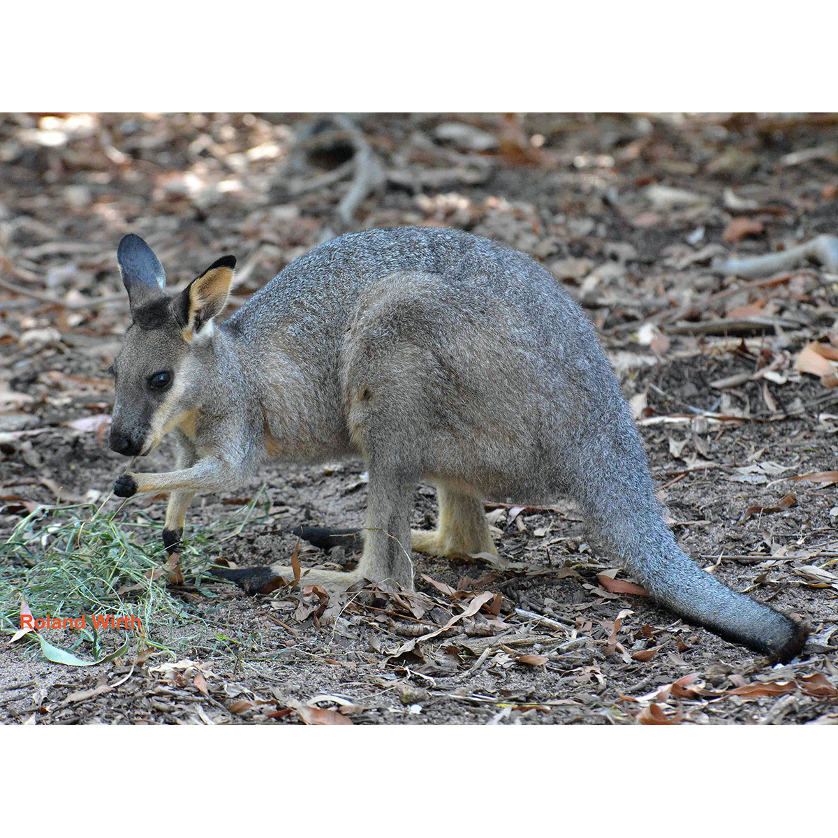 Перчаточный валлаби (Macropus irma) Фото №2