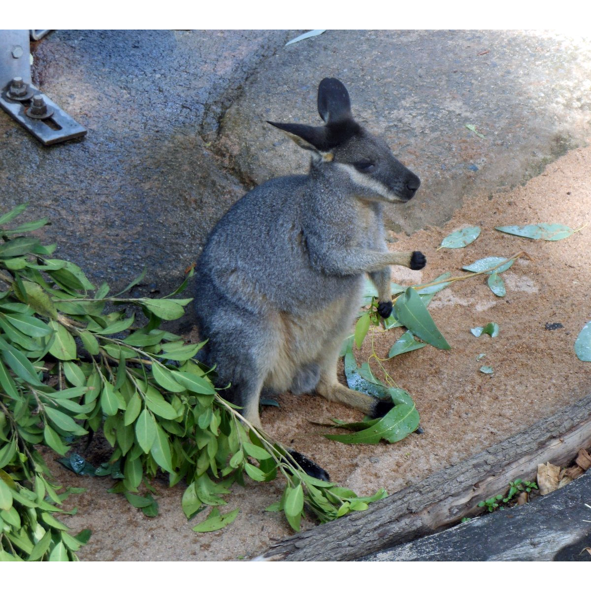 Перчаточный валлаби (Macropus irma) Фото №3