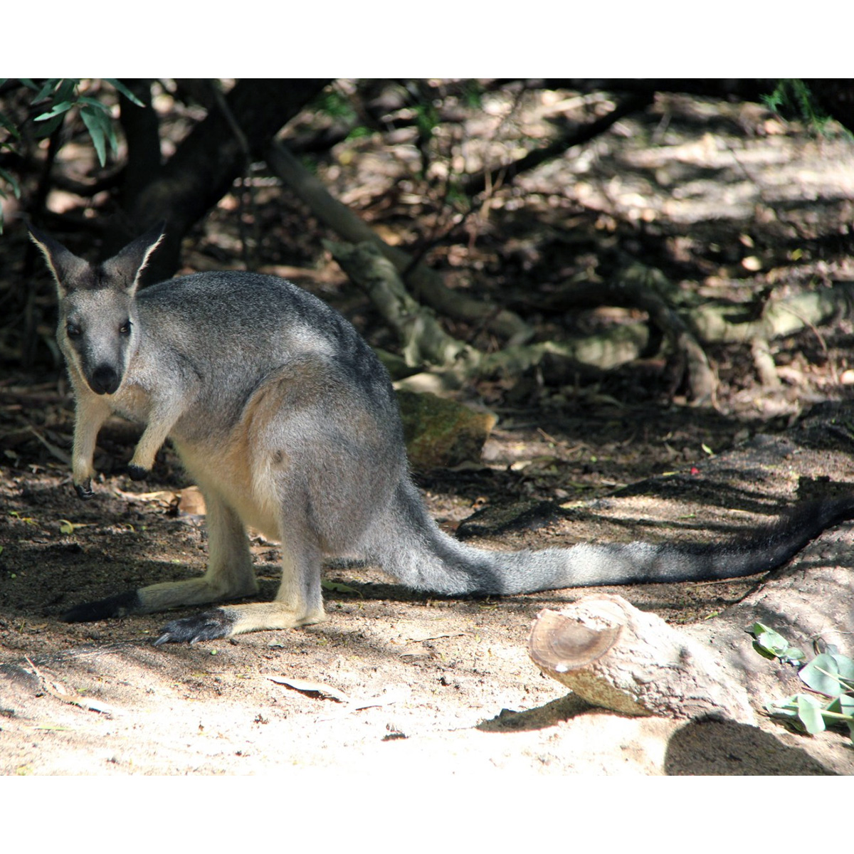 Перчаточный валлаби (Macropus irma) Фото №4