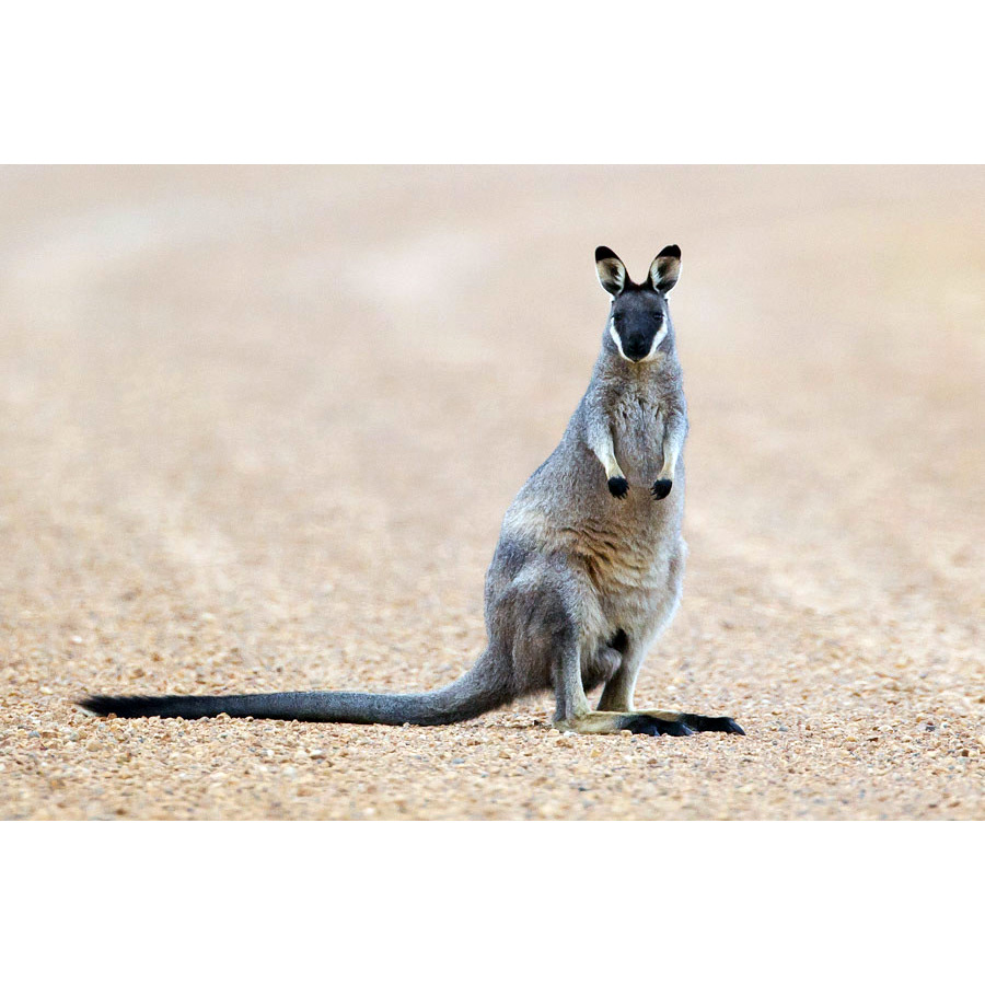 Перчаточный валлаби (Macropus irma) Фото №5
