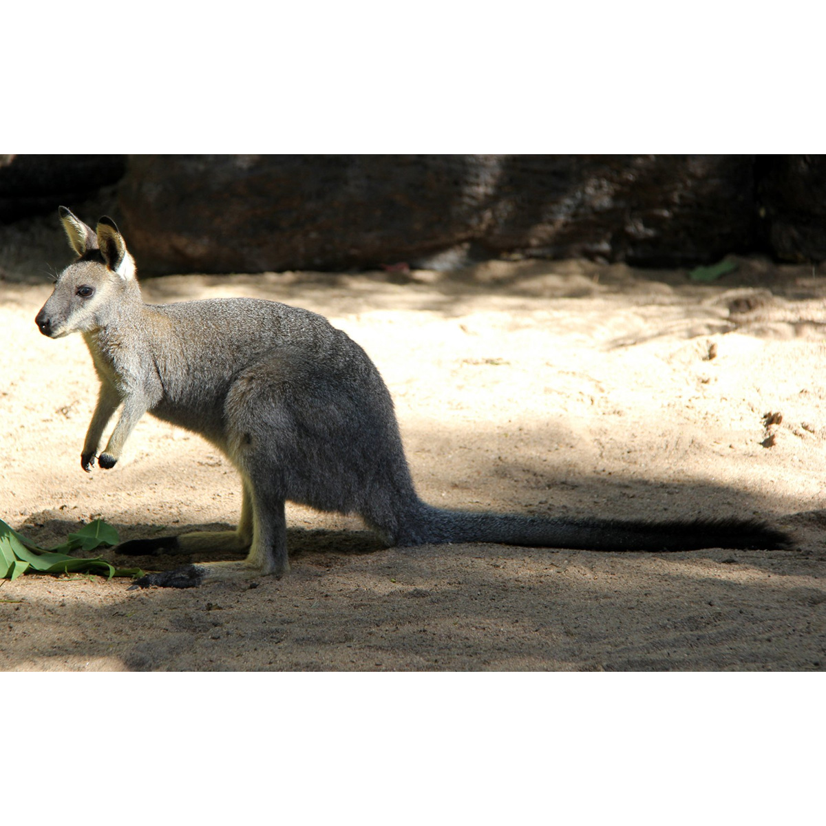 Перчаточный валлаби (Macropus irma) Фото №6