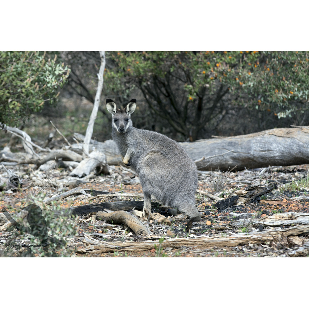 Перчаточный валлаби (Macropus irma) Фото №7