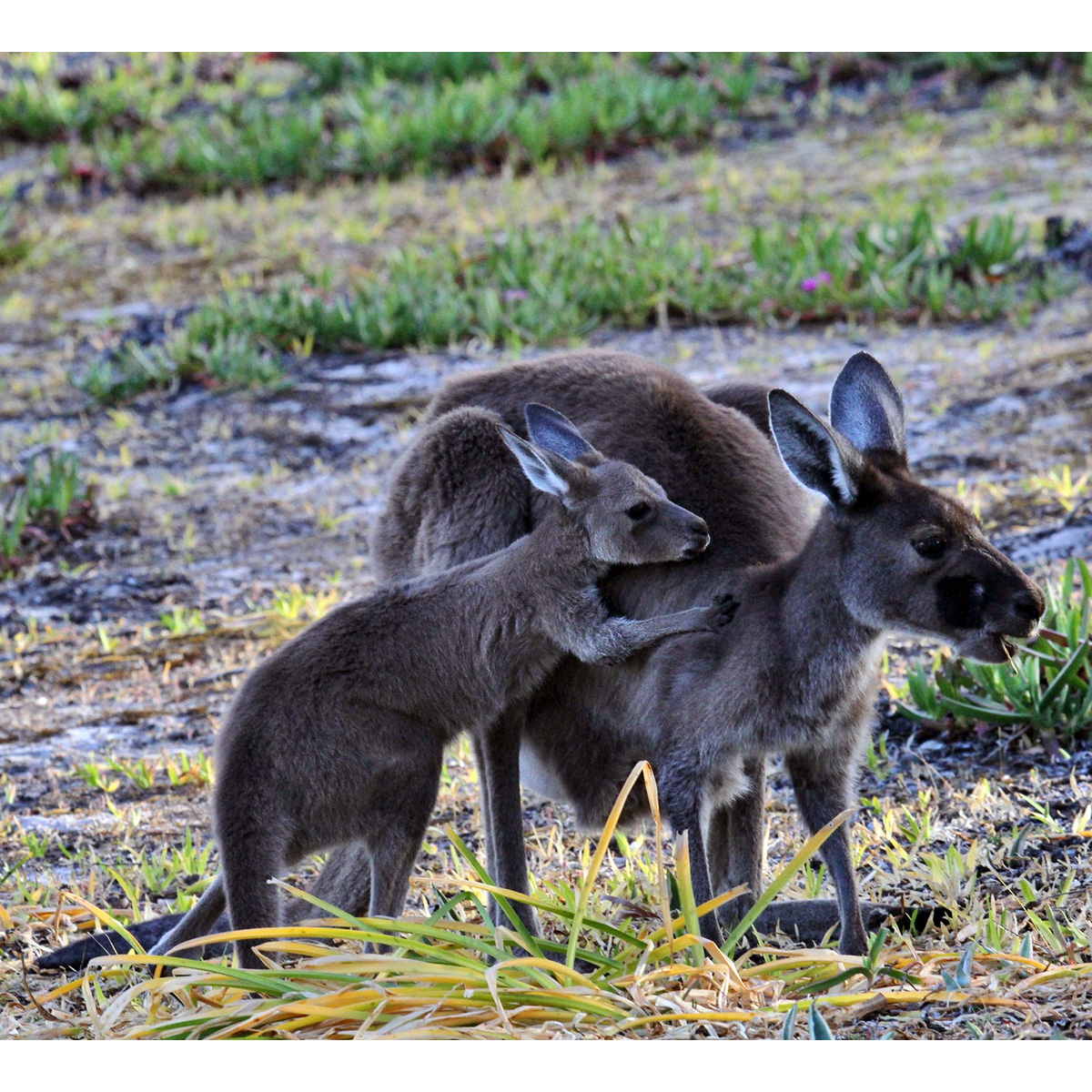 Перчаточный валлаби (Macropus irma) Фото №8