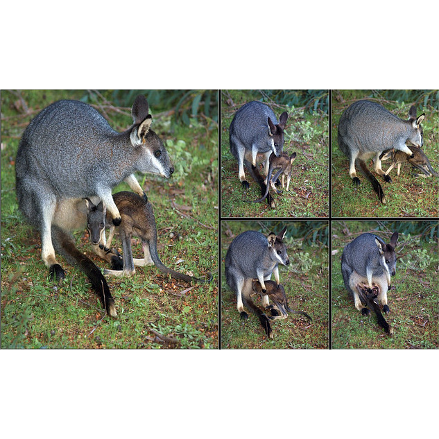 Перчаточный валлаби (Macropus irma) Фото №9