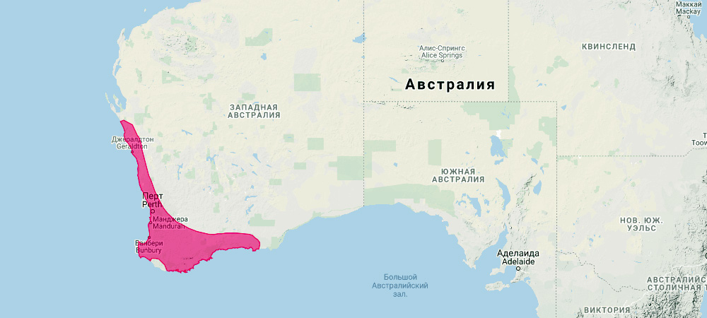 Перчаточный валлаби (Macropus irma) Ареал обитания на карте