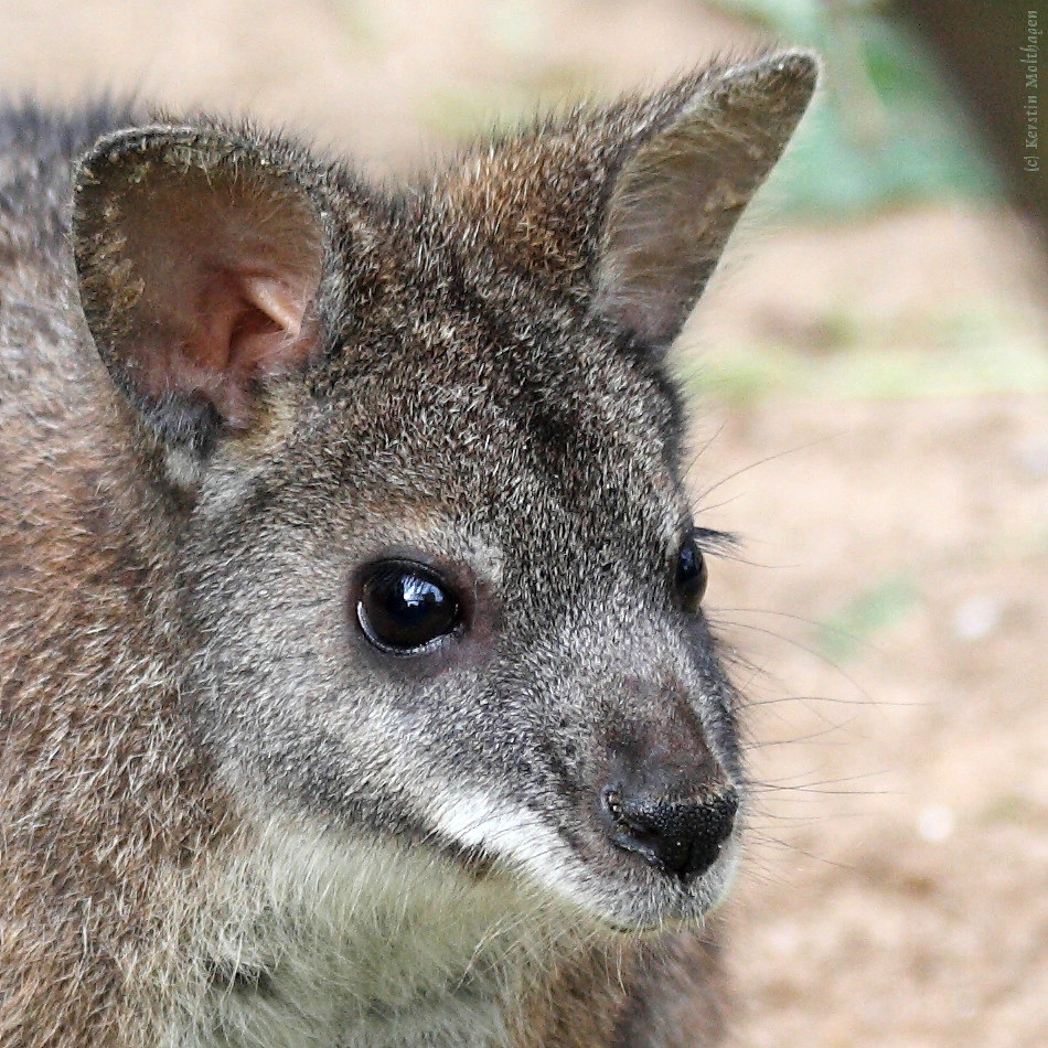 Белогрудый валлаби (Macropus parma) Фото №10