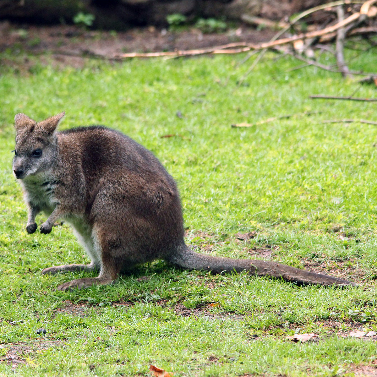 Белогрудый валлаби (Macropus parma) Фото №2