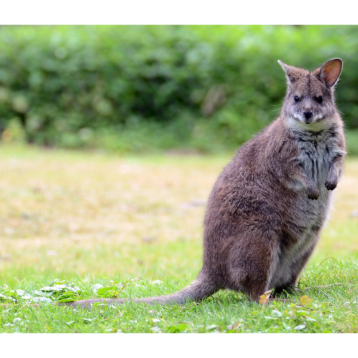 Белогрудый валлаби (Macropus parma) Фото №3