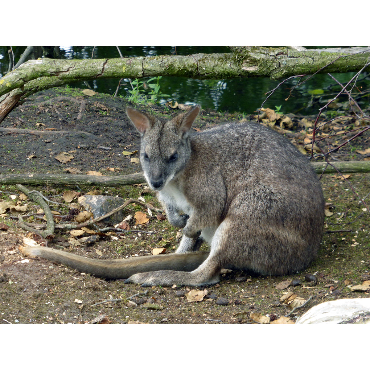 Белогрудый валлаби (Macropus parma) Фото №4