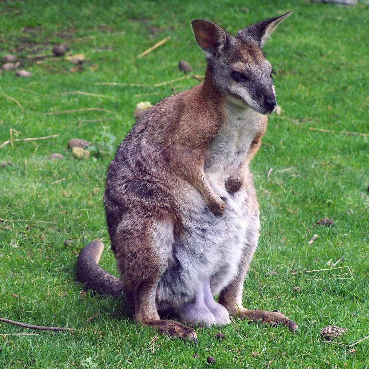 Белогрудый валлаби (Macropus parma) Фото №5