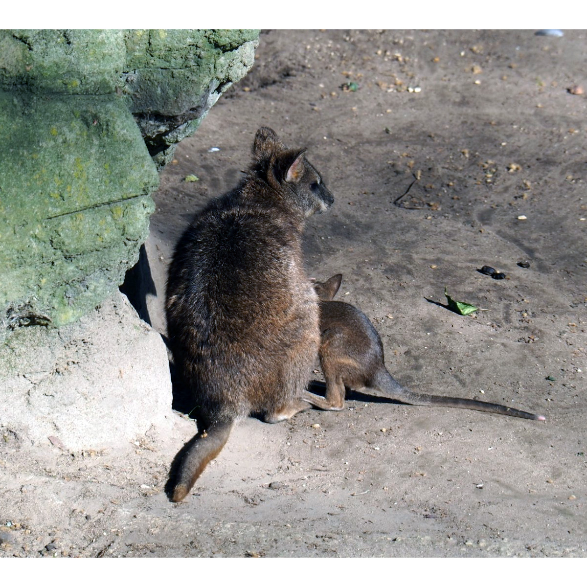 Белогрудый валлаби (Macropus parma) Фото №6
