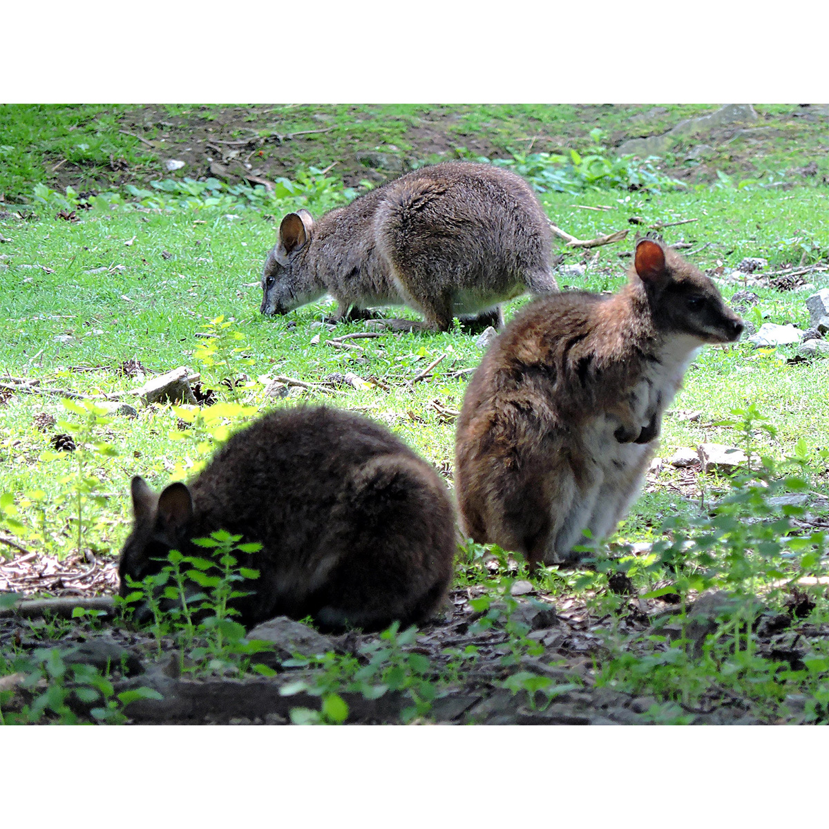 Белогрудый валлаби (Macropus parma) Фото №7