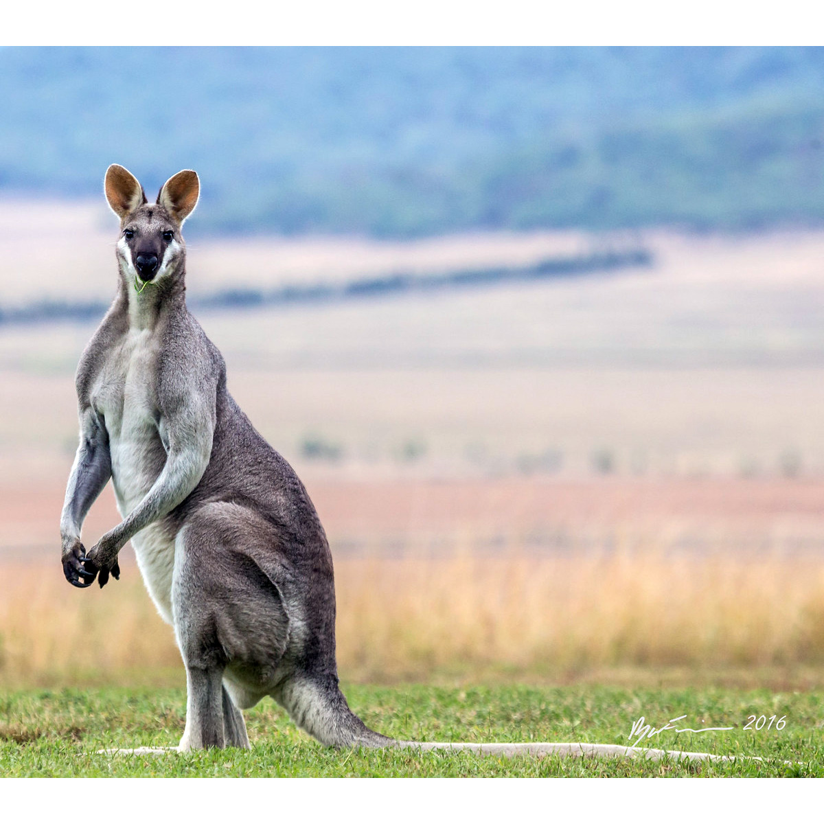 Валлаби Парри (Macropus parryi) Фото №2