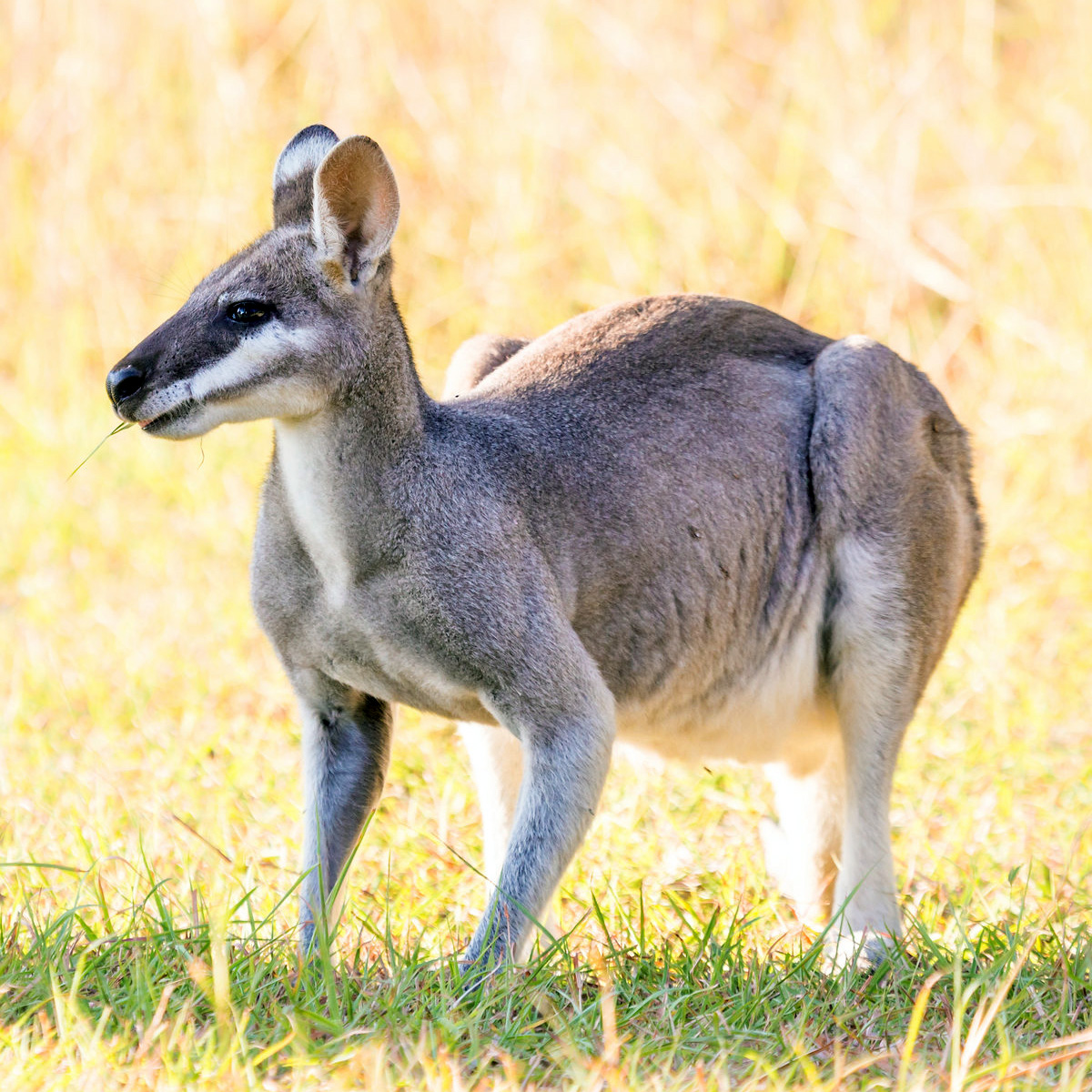 Валлаби Парри (Macropus parryi) Фото №4