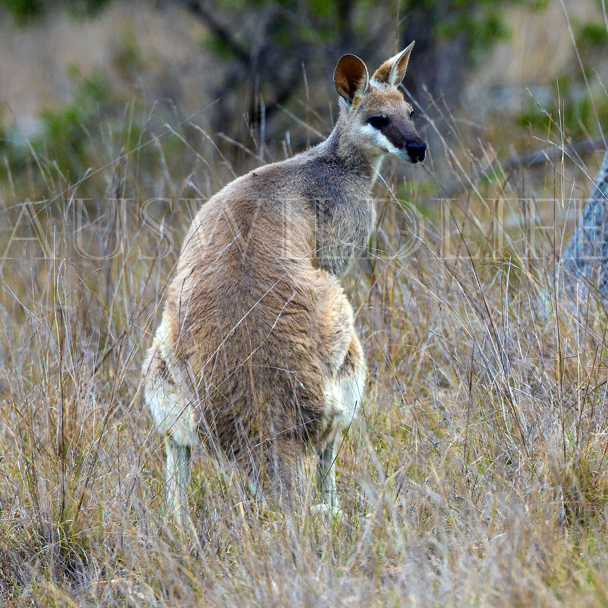 Валлаби Парри (Macropus parryi) Фото №6